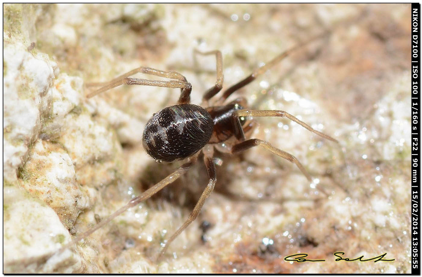 Ultimo dilemma: Zodarion sp. - Alghero (SS)